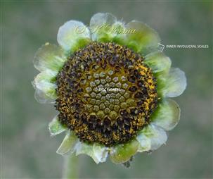  Capitulum bearing Inner Involucral Scales and Disc florets